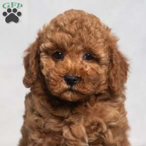 Quest, Cavapoo Puppy